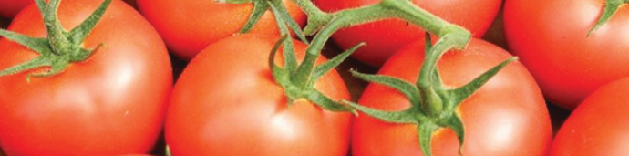 tomatoes