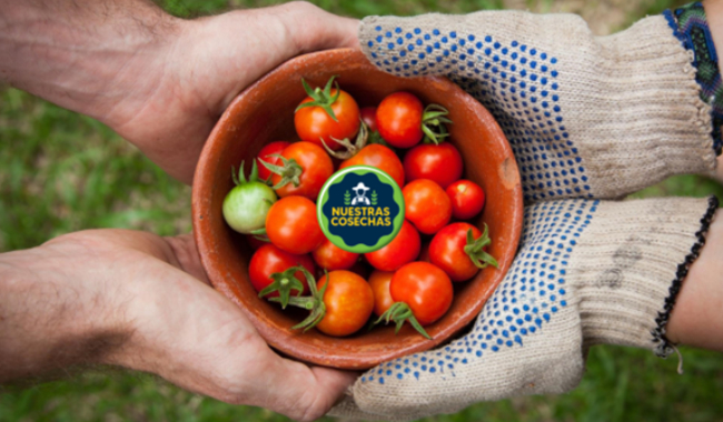 tomates