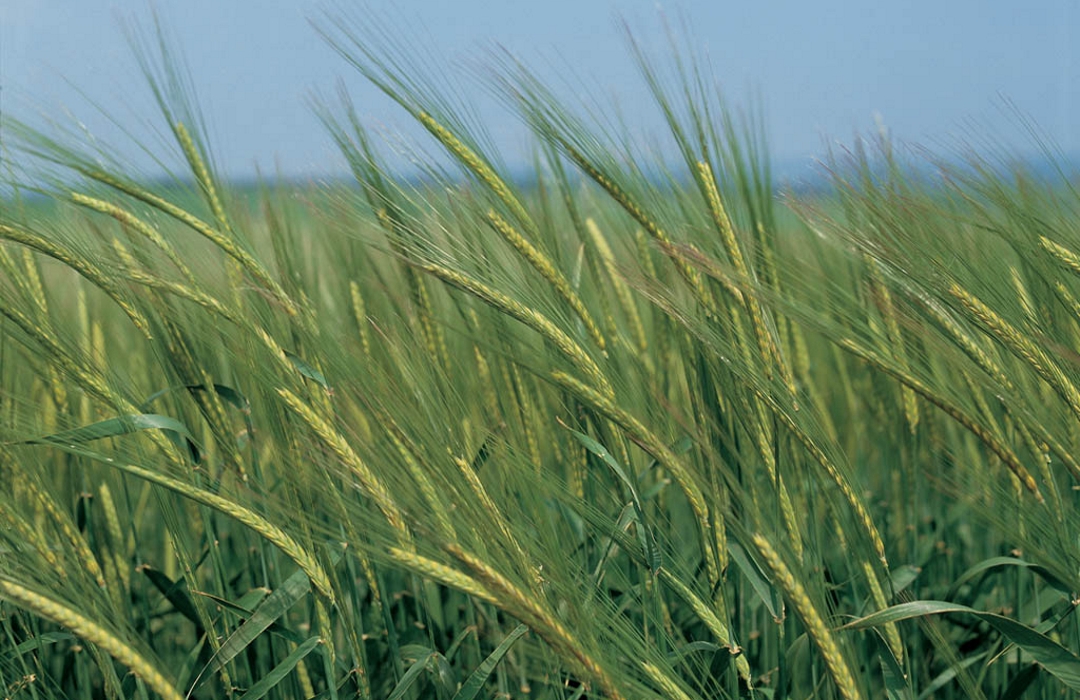 121732
Gerste im Stadium der Fruchtentwicklung
Copyright: Bayer CropScience AG