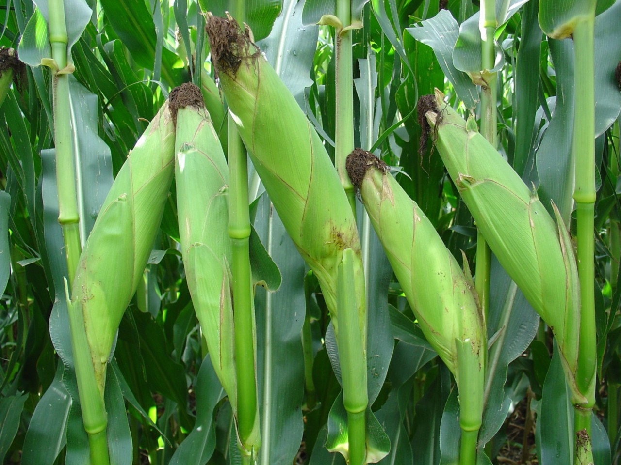 Maize