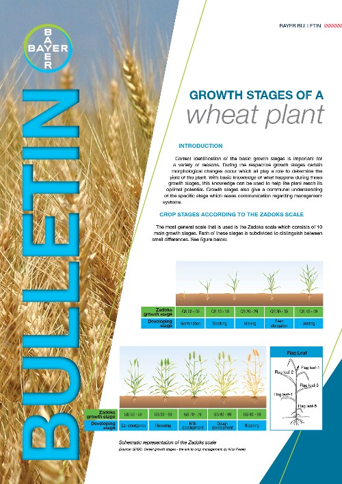 Growth stages of a wheat plant